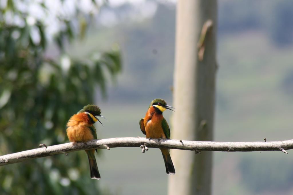 Amasiko Homestay Lake Bunyonyi Kabale Kültér fotó