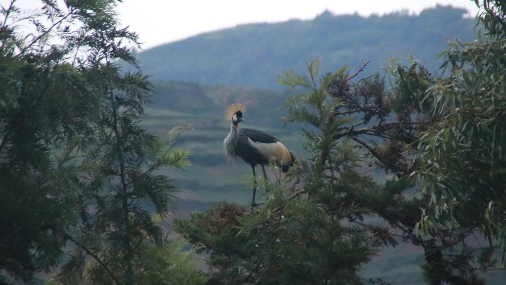 Amasiko Homestay Lake Bunyonyi Kabale Kültér fotó